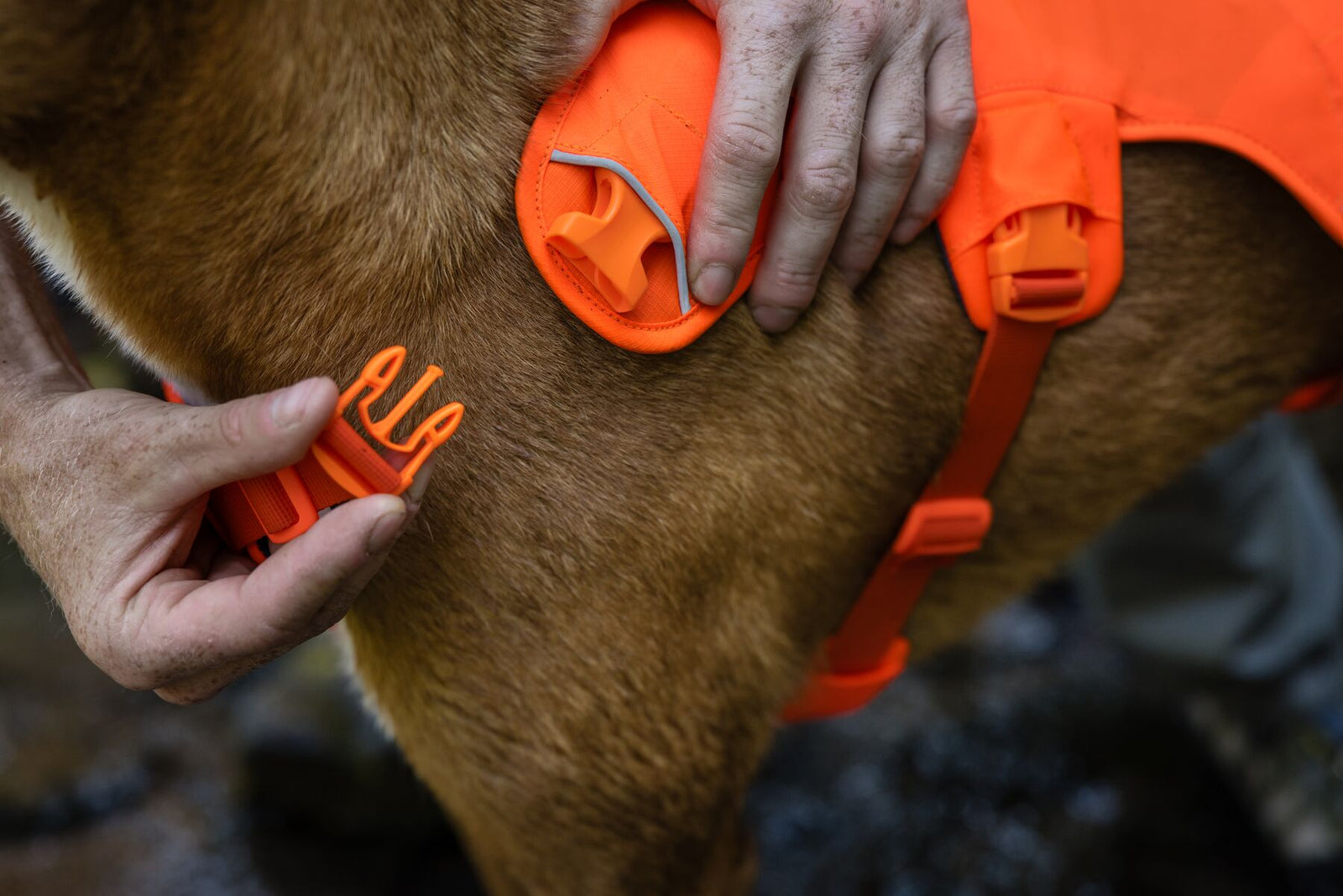 Close-up of the neck buckle being fastened on the Ruffwear Web Master harness in Blaze Orange, showing the side-release clip against a dog's neck