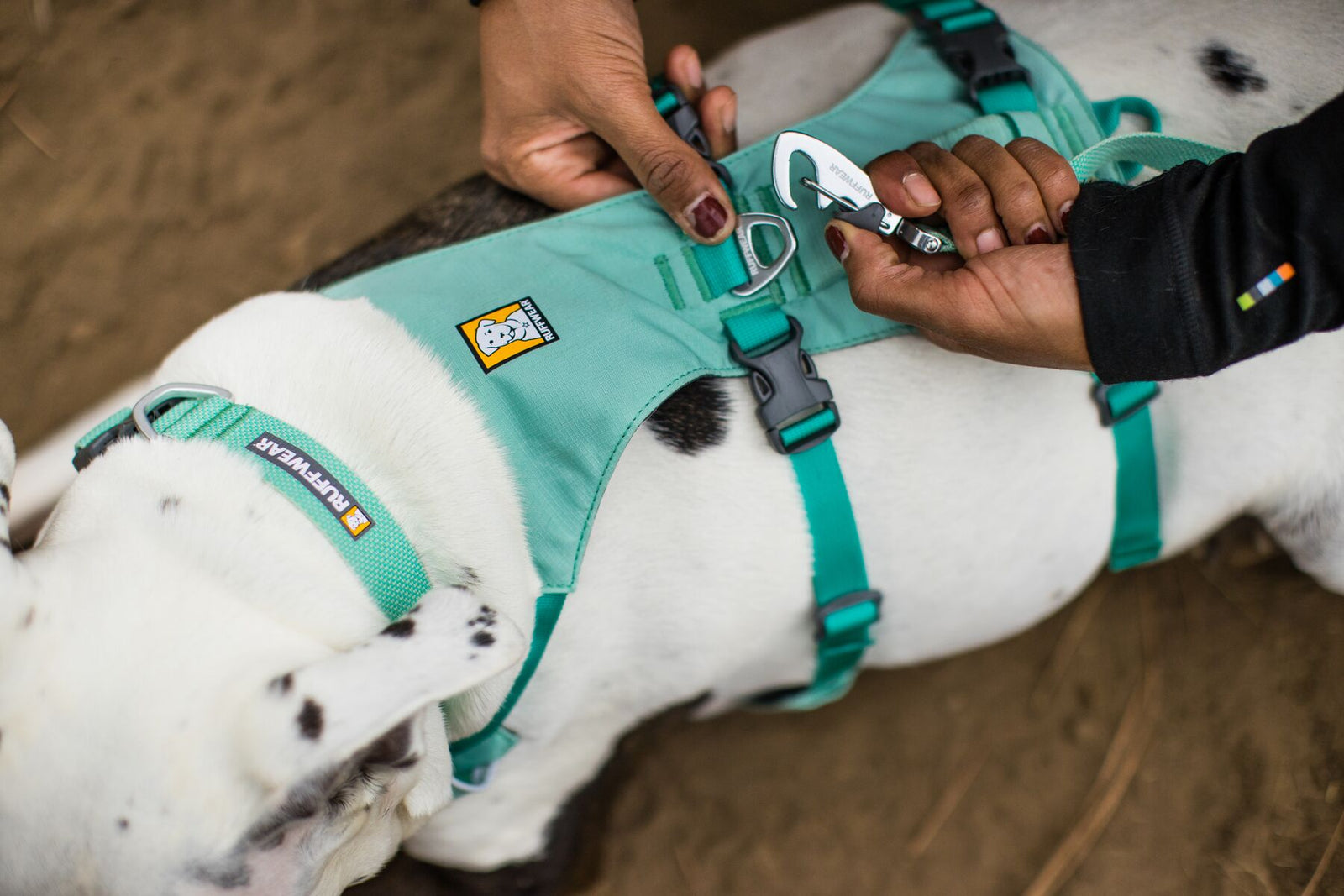 Ruffwear Flagline Dog Lead lockable Crux Clip being clipped to the aluminium V-ring on a Flagline Harness in Sage Green on a white and black dog