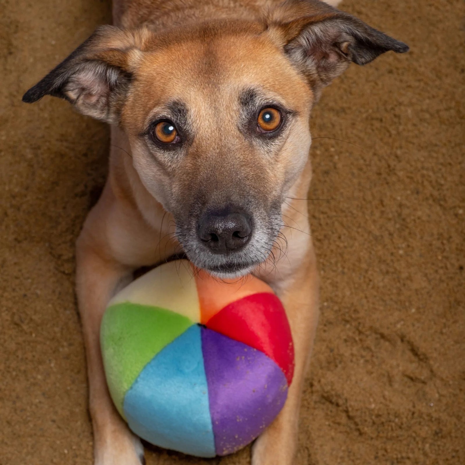 Fluff & Tuff Mini Beach Ball colourful plush dog toy on white background