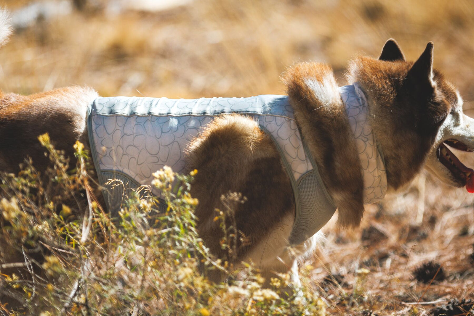 Dog wearing Ruffwear Swamp Cooler Zip Vest in a dry, scrubby outdoor setting