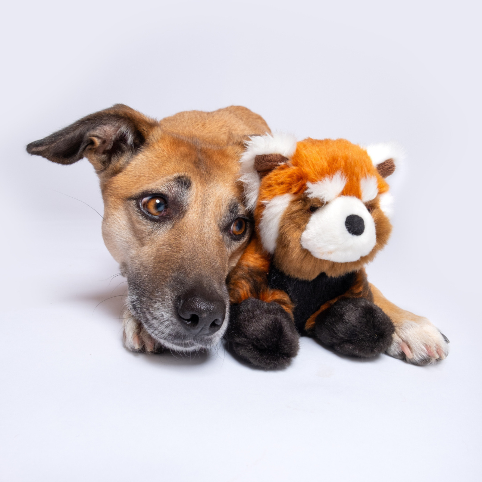 Fluff & Tuff Archie Red Panda large plush dog toy lying down on white background