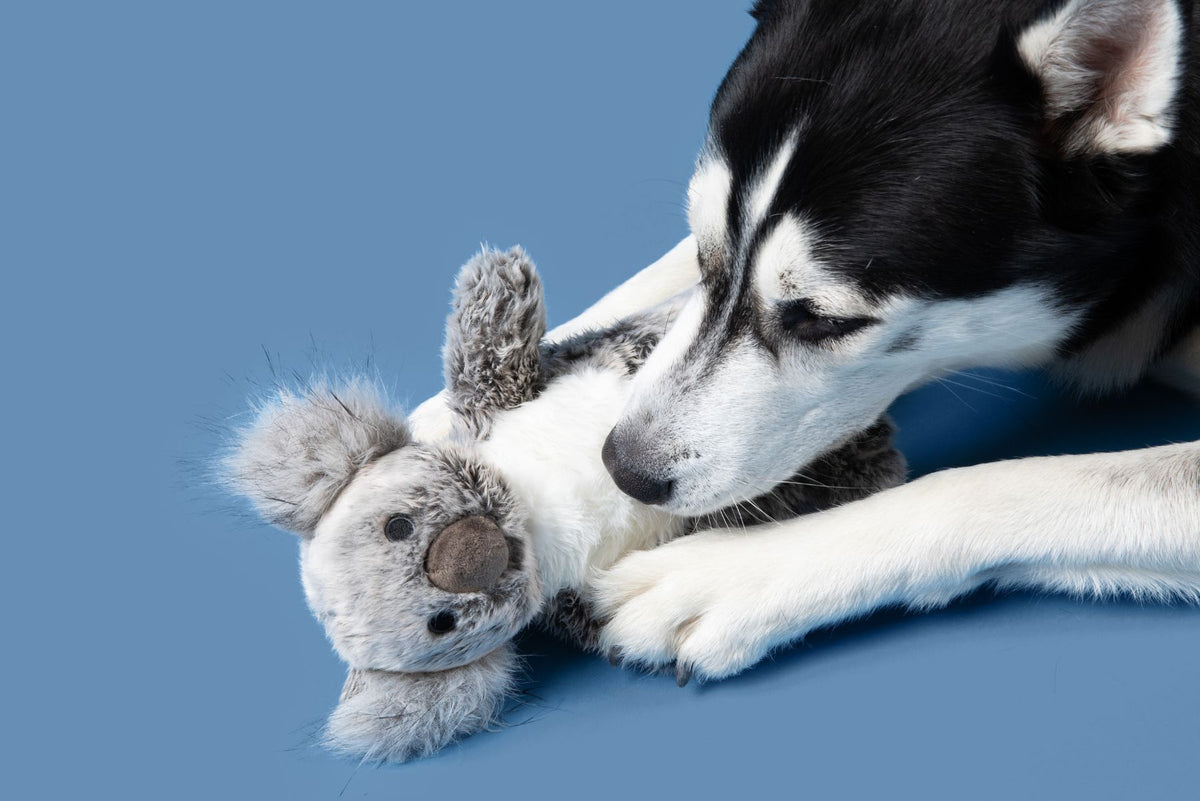 Siberian Husky nuzzling a Fluff &amp; Tuff Doc Koala squeaky plush dog toy with its paws against a blue background.