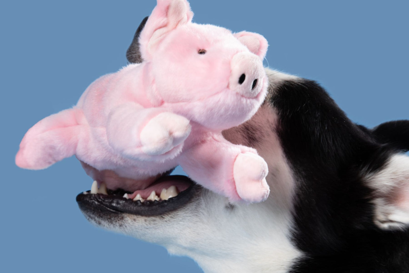 Border collie tossing a Fluff & Tuff Petey Pig squeaky plush pig dog toy in its mouth against a blue background.