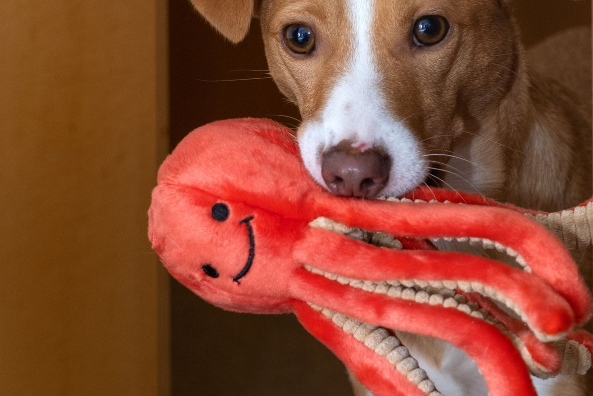 Jack Russell Terrier gripping a Fluff &amp; Tuff Squirt Octopus squeaky plush dog toy in its mouth indoors.