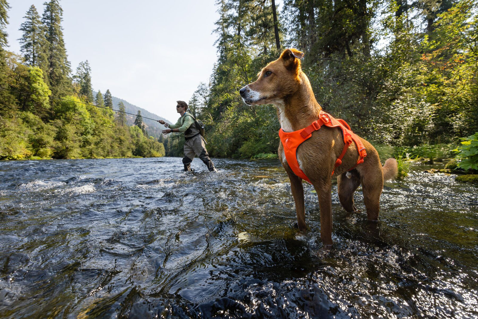 Golden dog wearing the Ruffwear Web Master harness in Blaze Orange standing in a river, fly fisherman wading in the background, surrounded by tall forest trees