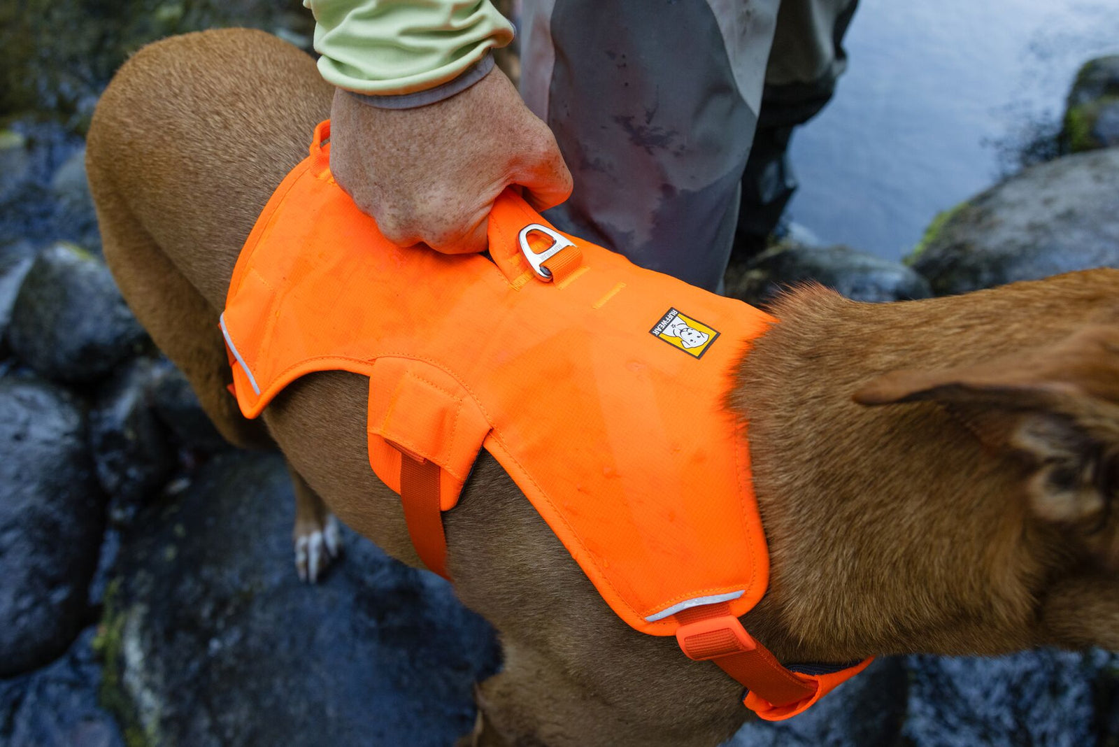 Handler gripping the padded handle on the Ruffwear Web Master harness in Blaze Orange to guide a brown dog over rocky terrain beside a river