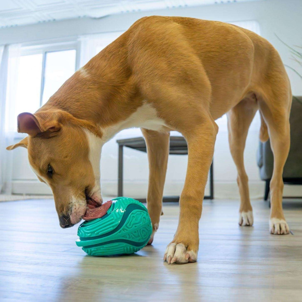 Kong Rewards Licks Interactive Dog Feeder | Barks &amp; Bunnies