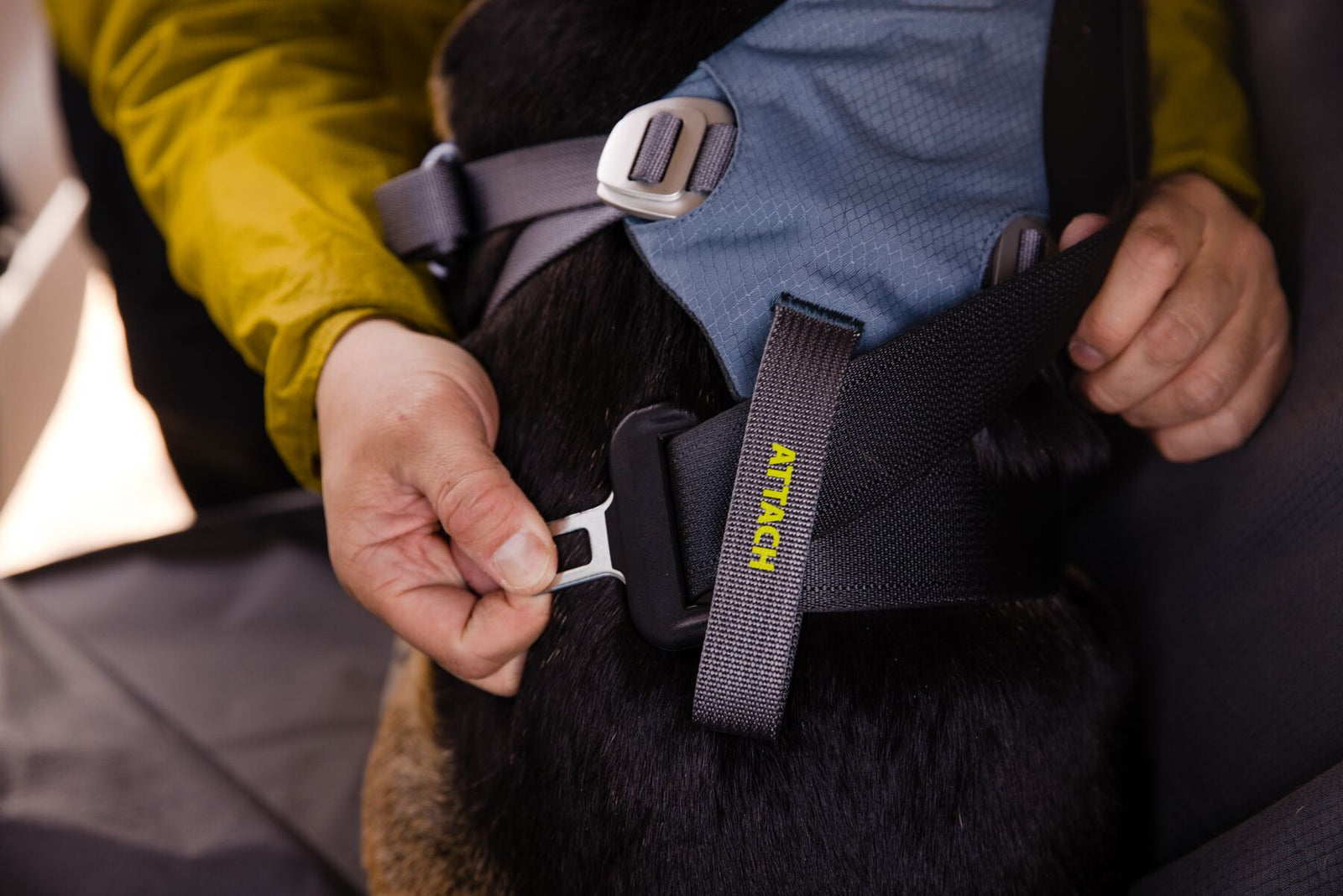 Close-up of a person clipping the seatbelt tab through the Load Up harness ATTACH loop, showing the strength-rated aluminium slide buckle and Slate Blue padded body panel