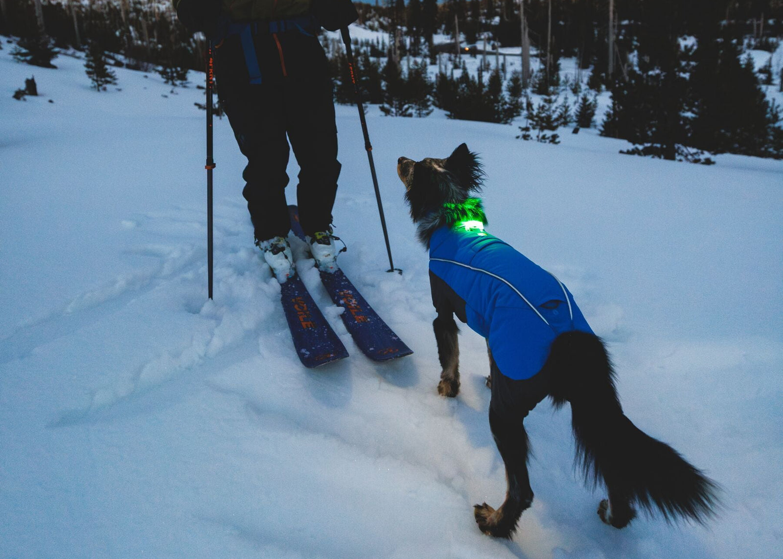 Dark-coated dog wearing a blue Ruffwear jacket and the Ruffwear Beacon safety light glowing green on their collar, running through deep snow alongside a skier on a backcountry slope, pine trees in the background