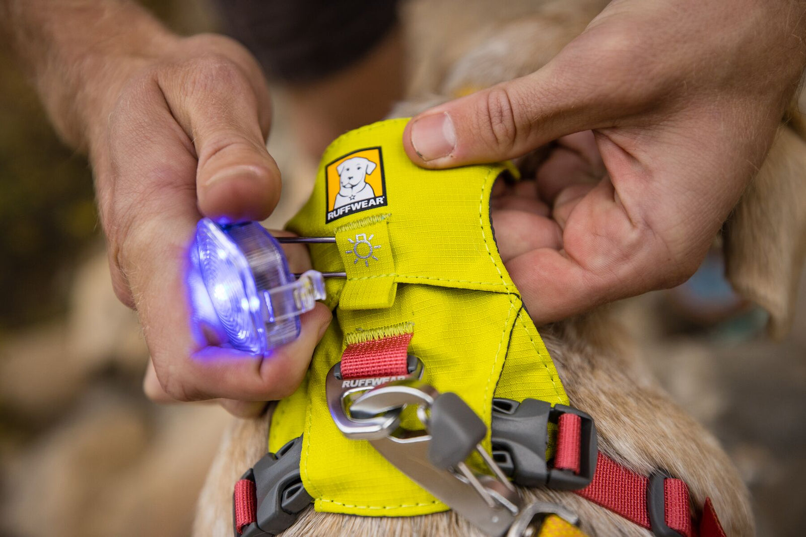 Close-up of hands clipping the Ruffwear Beacon safety light illuminated in blue onto the light loop of a yellow Ruffwear Hi & Light harness on a dog, showing the Quick Clip attachment in action