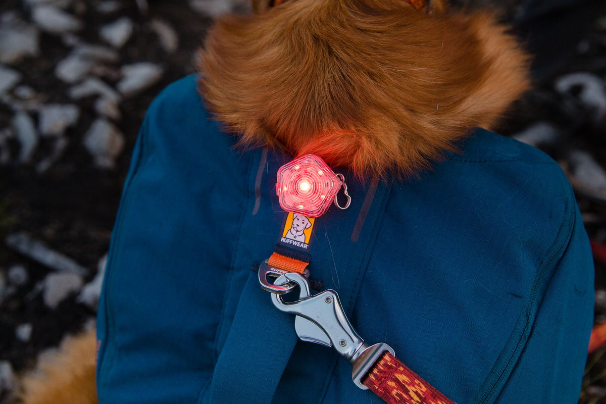 Close-up of the Ruffwear Beacon safety light illuminated in red, clipped to a Ruffwear collar at the leash attachment point on a fluffy dog wearing a blue winter coat, snowy background, showing the full-body glow in low-light winter conditions
