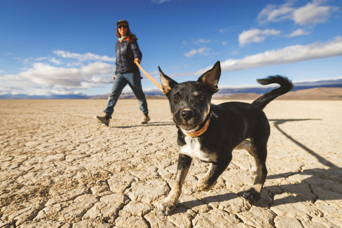 Ruffwear Crag Reflective Dog Collar in Desert Spice worn on a small black dog walking on cracked desert terrain on a lead - adventurous dog exploring open landscape - Barks &amp; Bunnies, UK Ruffwear stockist