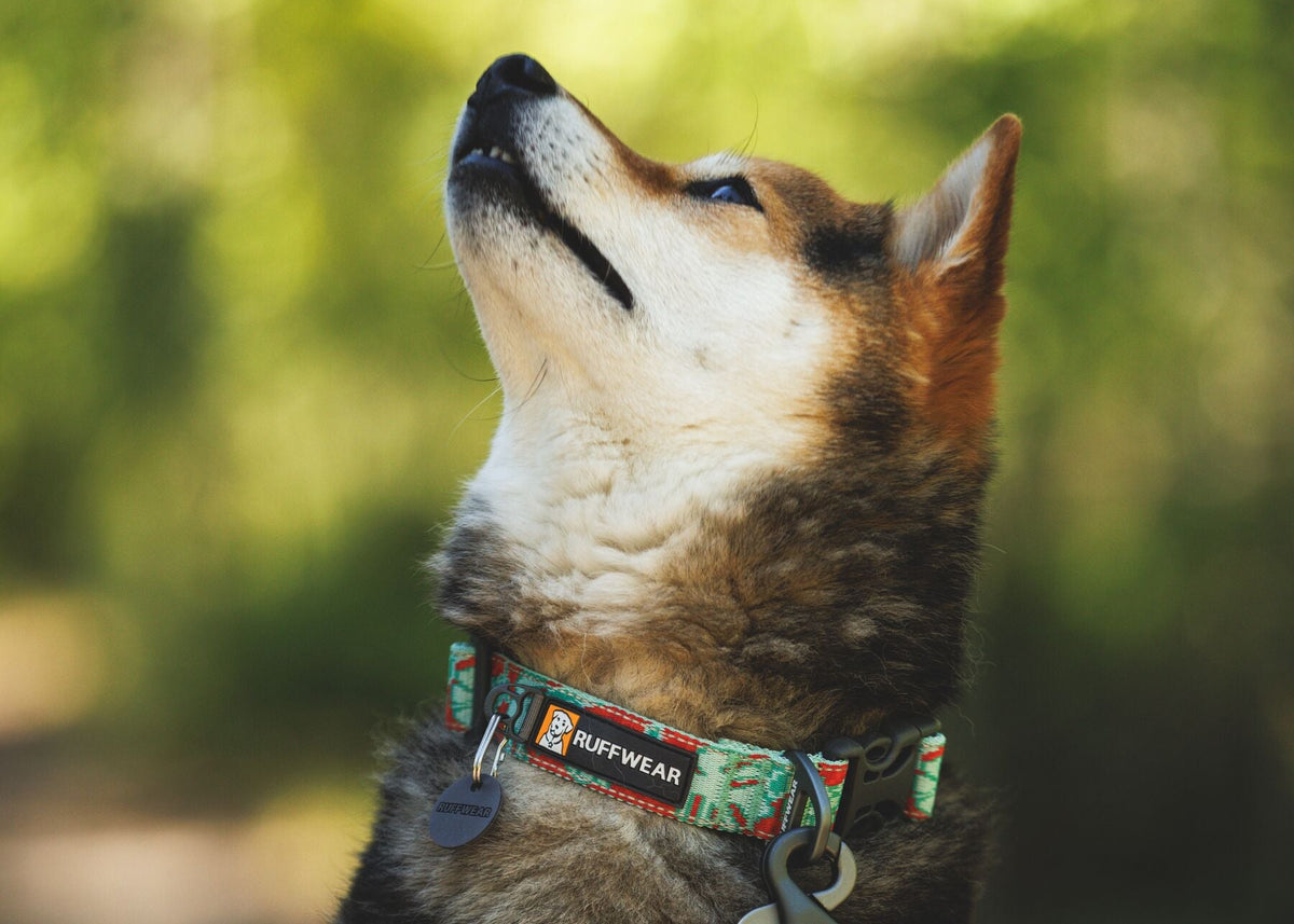  Ruffwear Crag Reflective Dog Collar in Tropical Bloom worn on a Shiba Inu looking upward in a woodland setting - sage green and burnt orange floral pattern with Ruffwear tag - Barks &amp; Bunnies, UK Ruffwear stockist