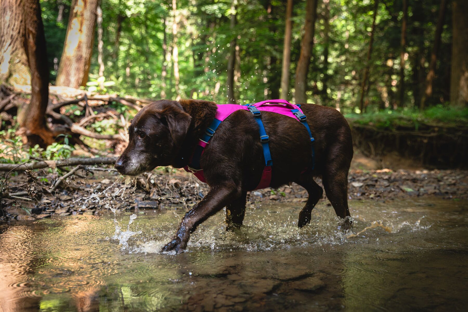 Ruffwear Flagline dog harness in Alpenglow Pink worn by a black dog walking through a forest stream