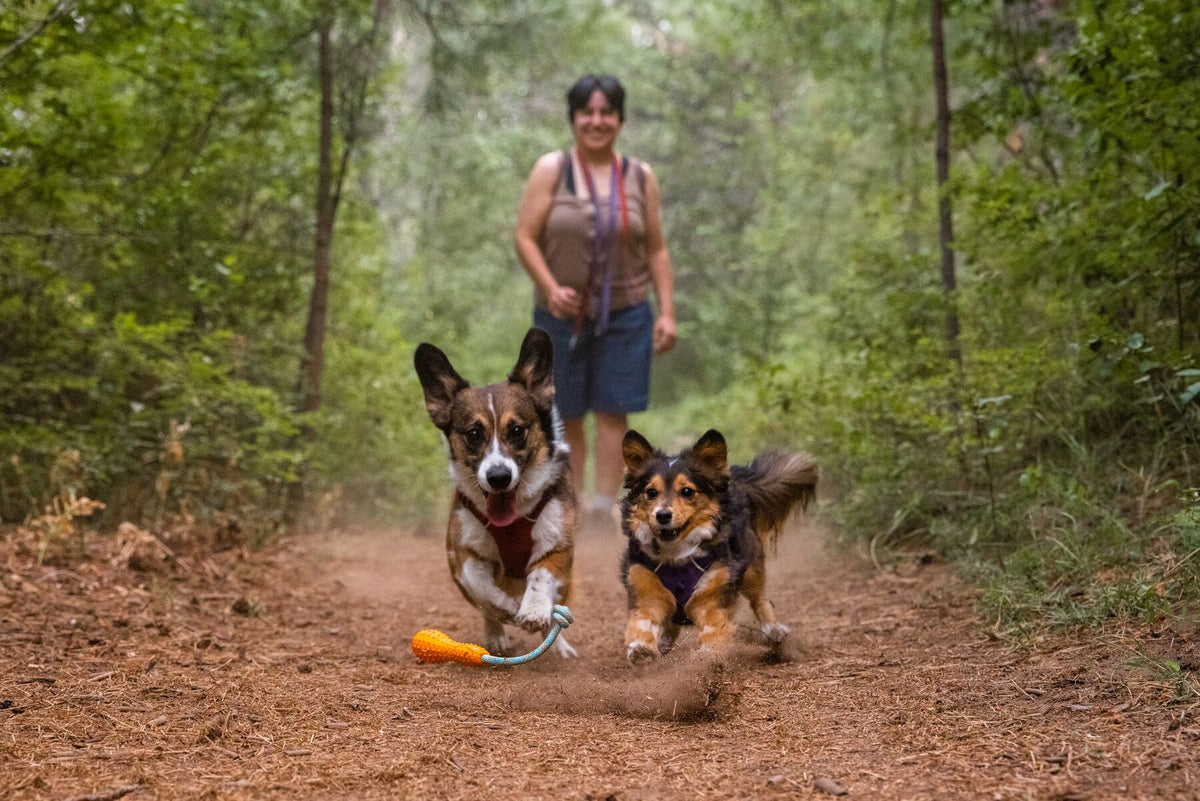 Two dogs sprinting along a forest trail carrying the Ruffwear Gourdo toy in Campfire Orange, with their owner smiling in the background