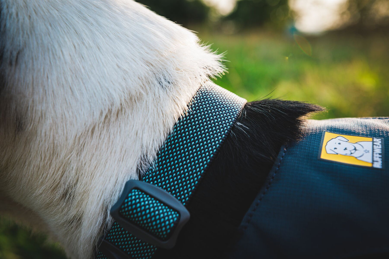 Ruffwear Hi & Light dog collar in Basalt Grey outdoors