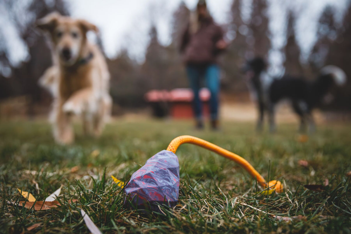 Ruffwear Huck-a-Cone toy in Purple Orchid with yellow kernmantle rope handle lying on grass in the foreground, with a golden dog running towards it and owner and second dog visible in the background