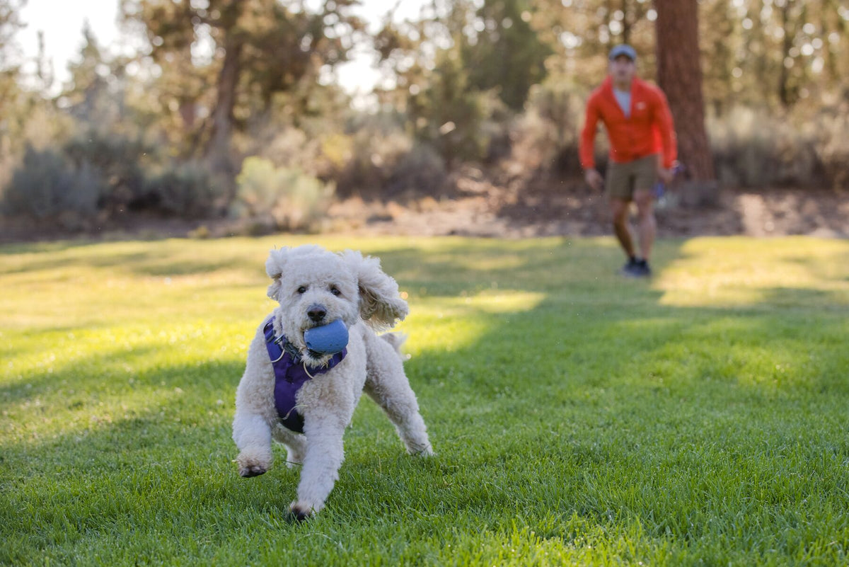 White fluffy dog wearing a purple harness running across grass carrying the Ruffwear Huckama toy in Heliotrope Purple in its mouth, with owner in an orange jacket jogging behind in a sunny woodland setting