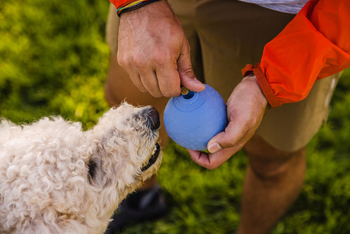 Owner holding the Ruffwear Huckama toy in Heliotrope Purple in both hands while white fluffy dog sniffs it with interest, close-up outdoors with green foliage in the background
