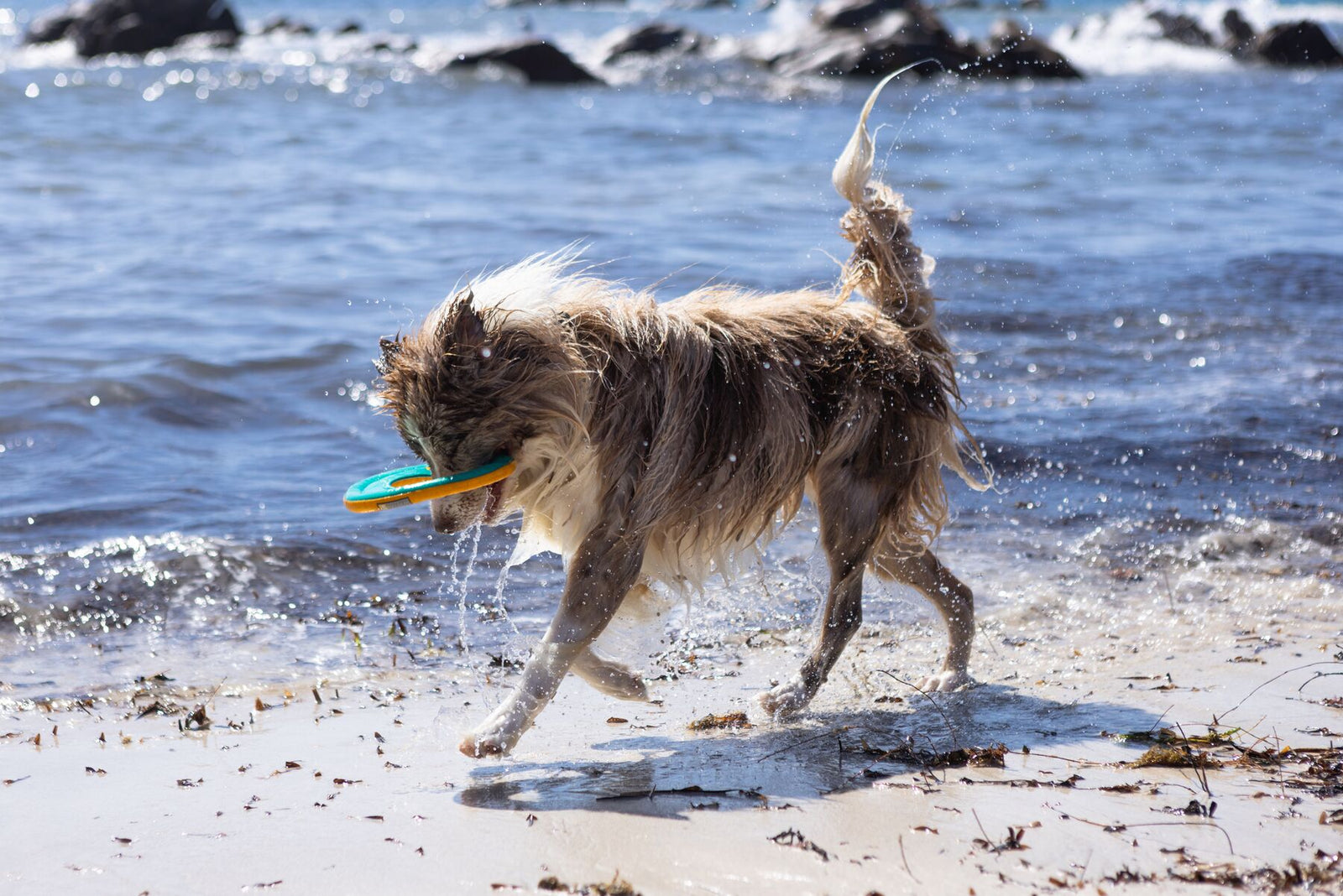 Wet shaggy dog emerging from the sea carrying the Ruffwear Hydro Plane disc toy in Biolumin Blue in its mouth, water droplets flying, on a sandy beach with rocks and ocean waves in the background