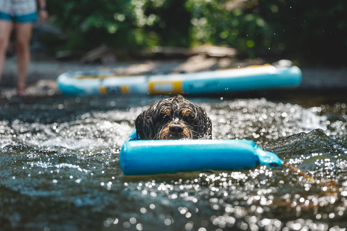 Shaggy dog swimming directly towards the camera carrying the Ruffwear Lunker toy in Biolumin Blue in its mouth, water sparkling around it, paddleboard visible in the background