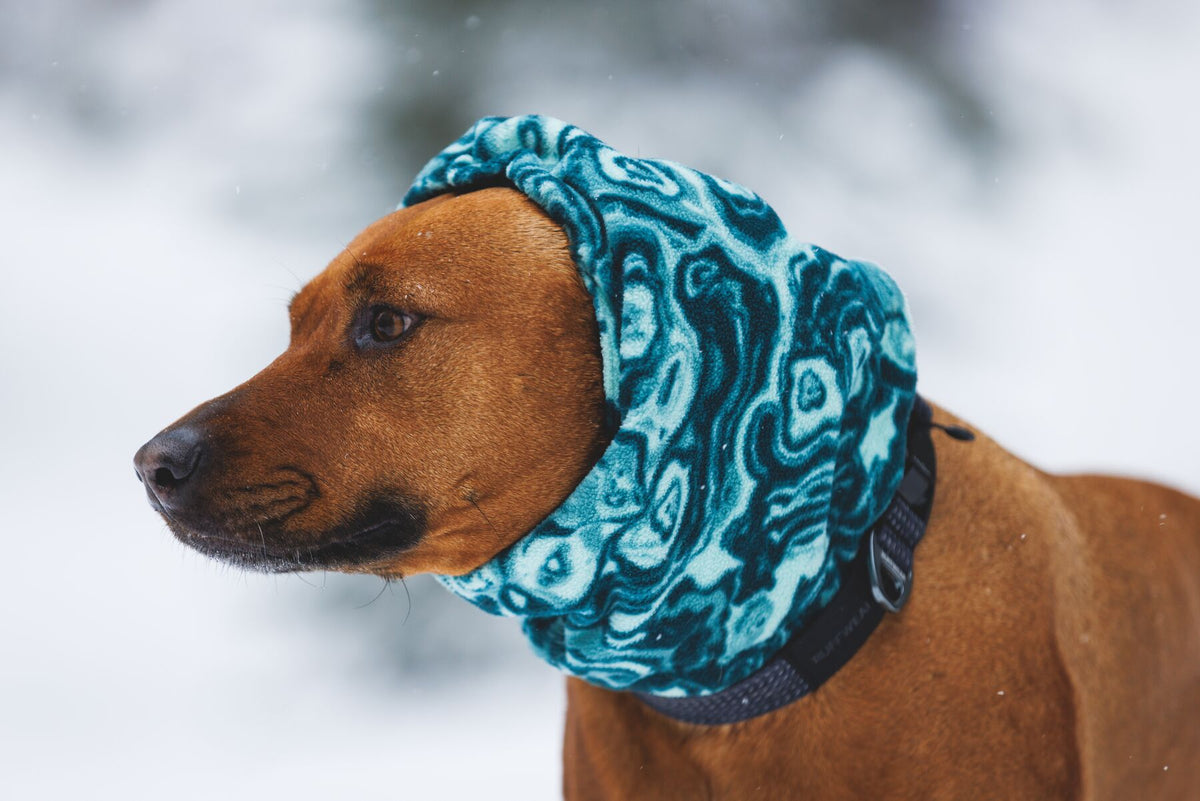Rhodesian Ridgeback wearing the Ruffwear Mt. Hoodie dog neck gaiter pulled up as a hood in Deep Teal, covering ears and neck in a snowy winter landscape — side profile
