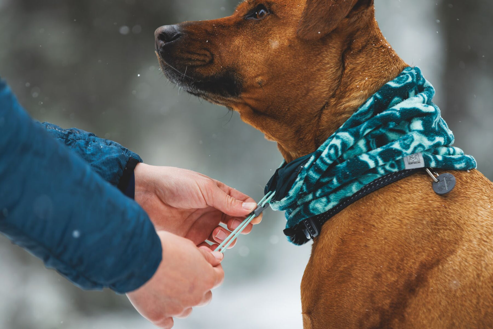 Owner adjusting the cord-lock cinch on the Ruffwear Mt. Hoodie dog neck gaiter in Deep Teal on a Rhodesian Ridgeback, with a Ruffwear Ridgeline collar visible underneath — snowy woodland background