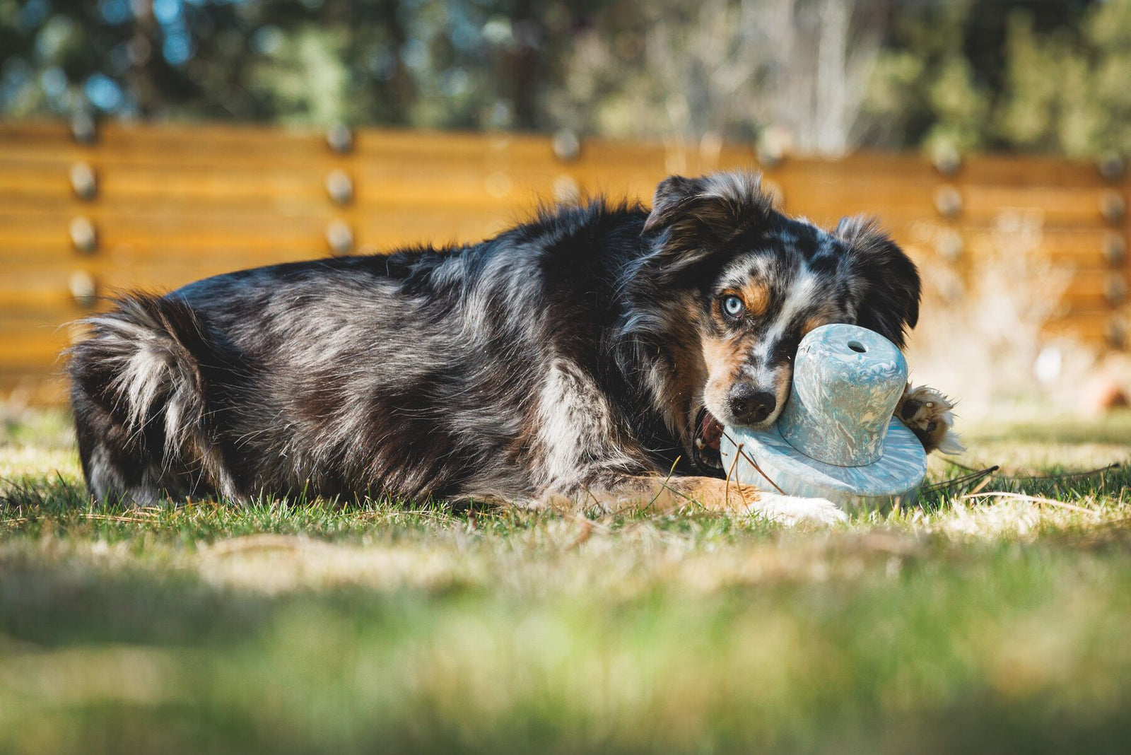 Australian Shepherd dog lying on sun-dappled grass, completely absorbed in chewing the stem of the Ruffwear Porcini enrichment toy in Gray Sky, wooden fence softly blurred behind