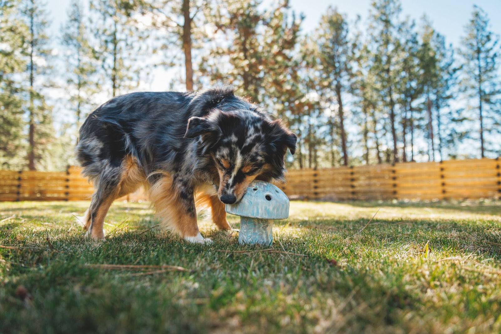 Australian Shepherd dog nose-down and fully absorbed in working at the Ruffwear Porcini enrichment toy in Gray Sky, standing on sun-dappled grass with tall pine trees and a wooden fence stretching behind