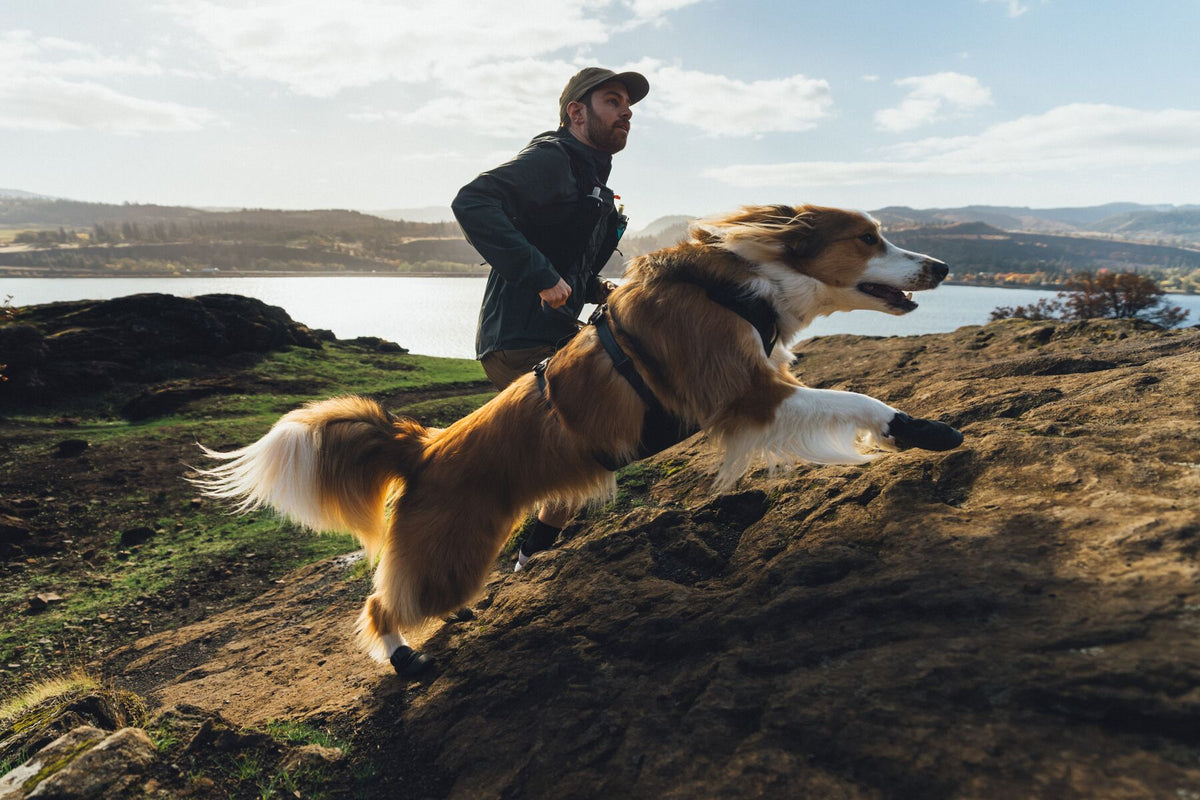 Dog leaping up rocky coastal terrain wearing Ruffwear Ridgeline Shoes
