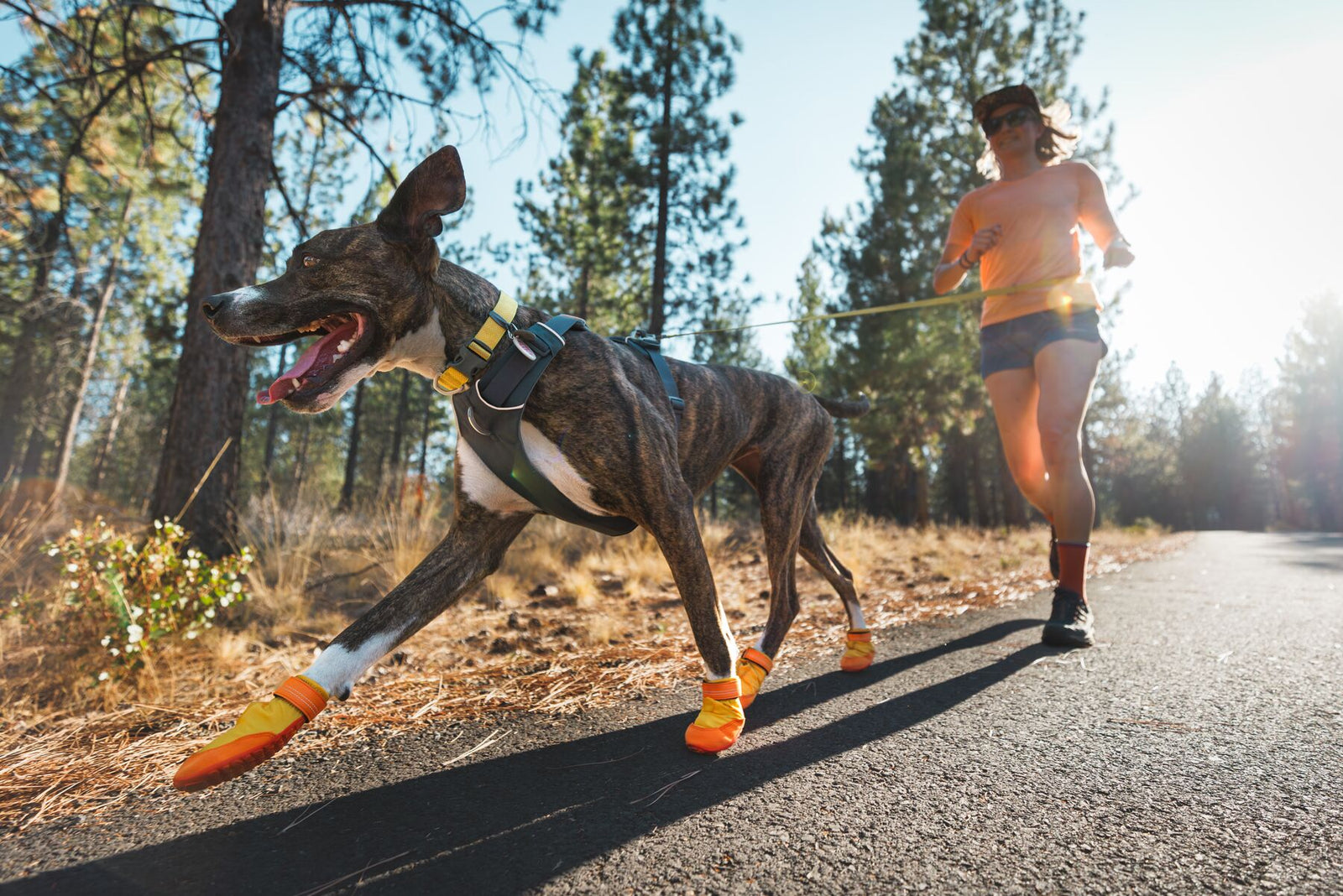 Dog running on a path wearing Ruffwear Summit Trex Shoes in Sunrise Yellow