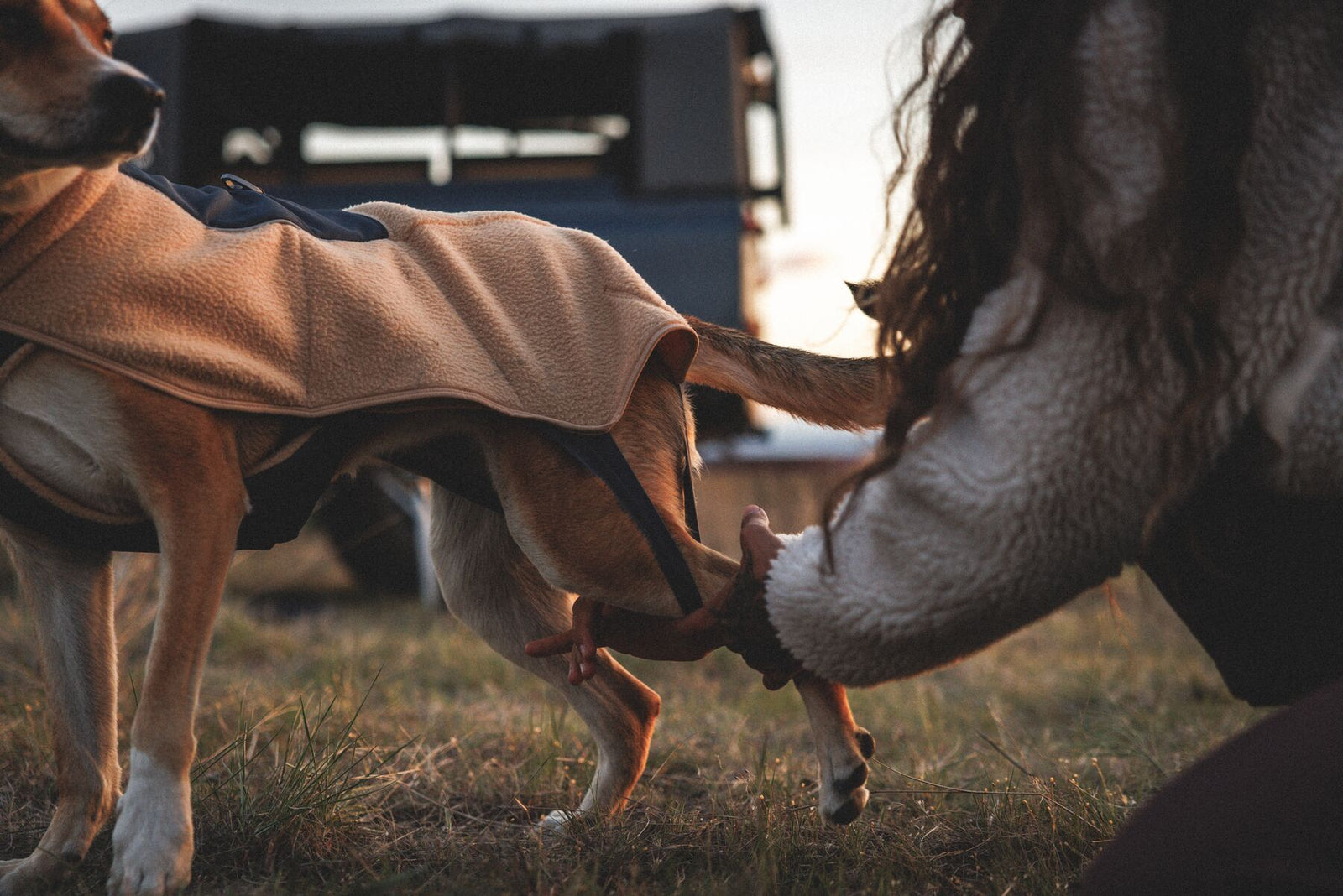 Owner fitting leg loops on Ruffwear Timberline Fuse fleece vest in Driftwood on dog in golden evening light - secure stretch leg loops for a snug and comfortable fit