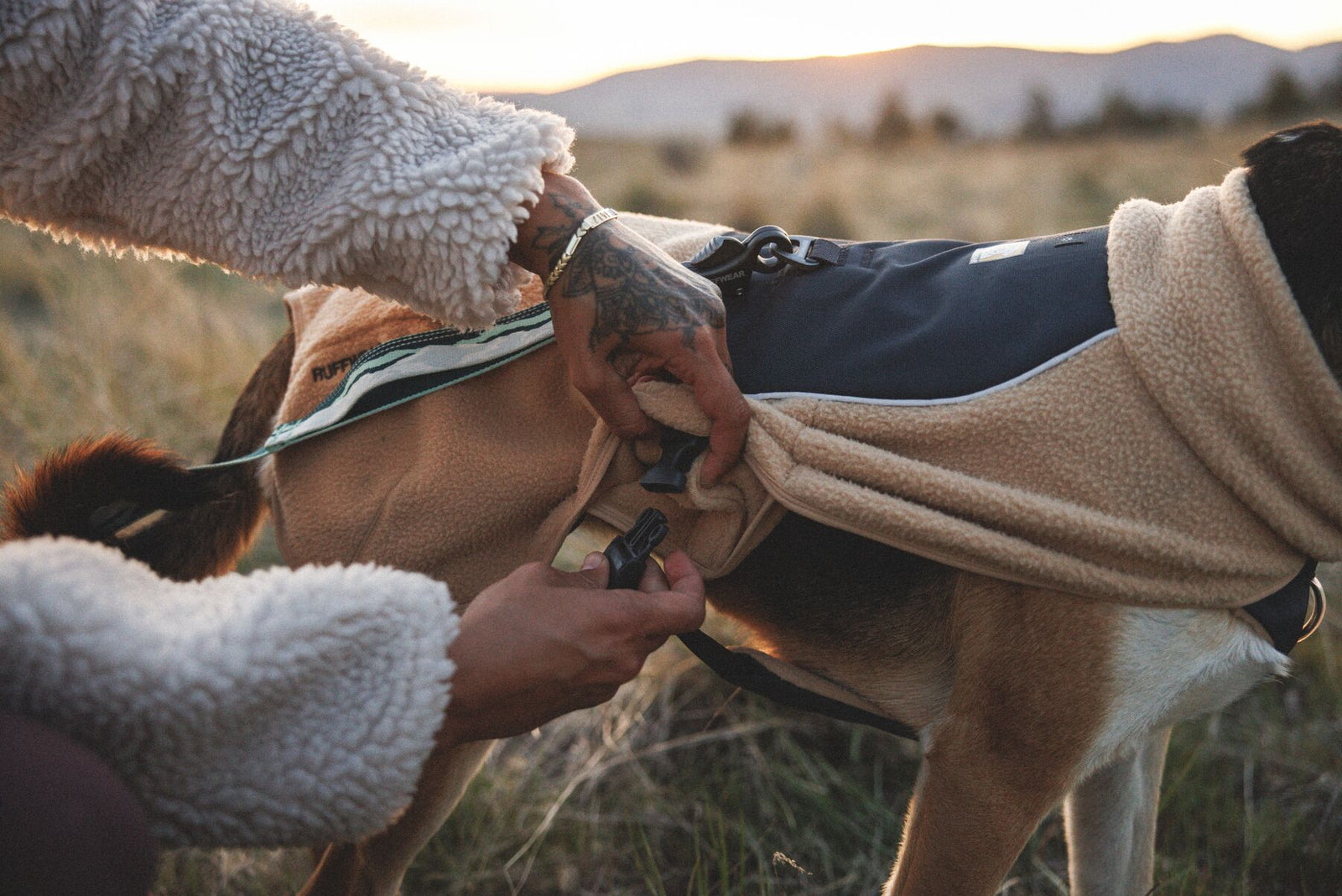 Owner fastening side-release buckle on Ruffwear Timberline Fuse fleece vest in Driftwood on dog in open grassland at golden hour — easy on and off built-in harness fleece dog coat