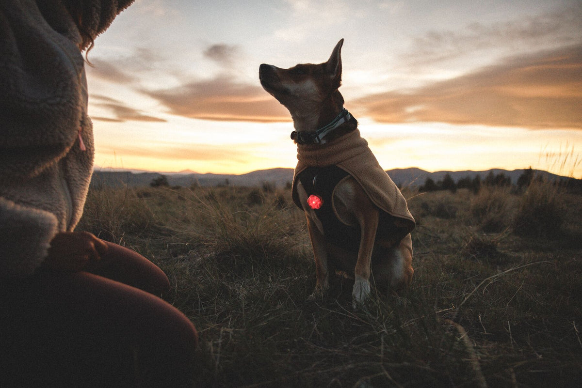 Dog standing alert in open moorland at sunset wearing Ruffwear Timberline Fuse fleece vest in Driftwood with Beacon safety light glowing - fleece vest with built-in harness for autumn walks and low-light visibility