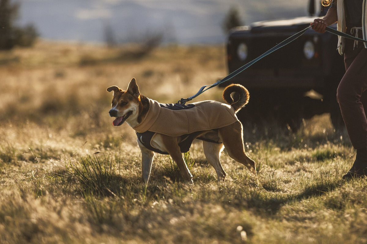 Dog walking on lead through golden grassland wearing Ruffwear Timberline Fuse fleece vest in Driftwood - fleece vest with built-in harness for mild to cool weather autumn walks