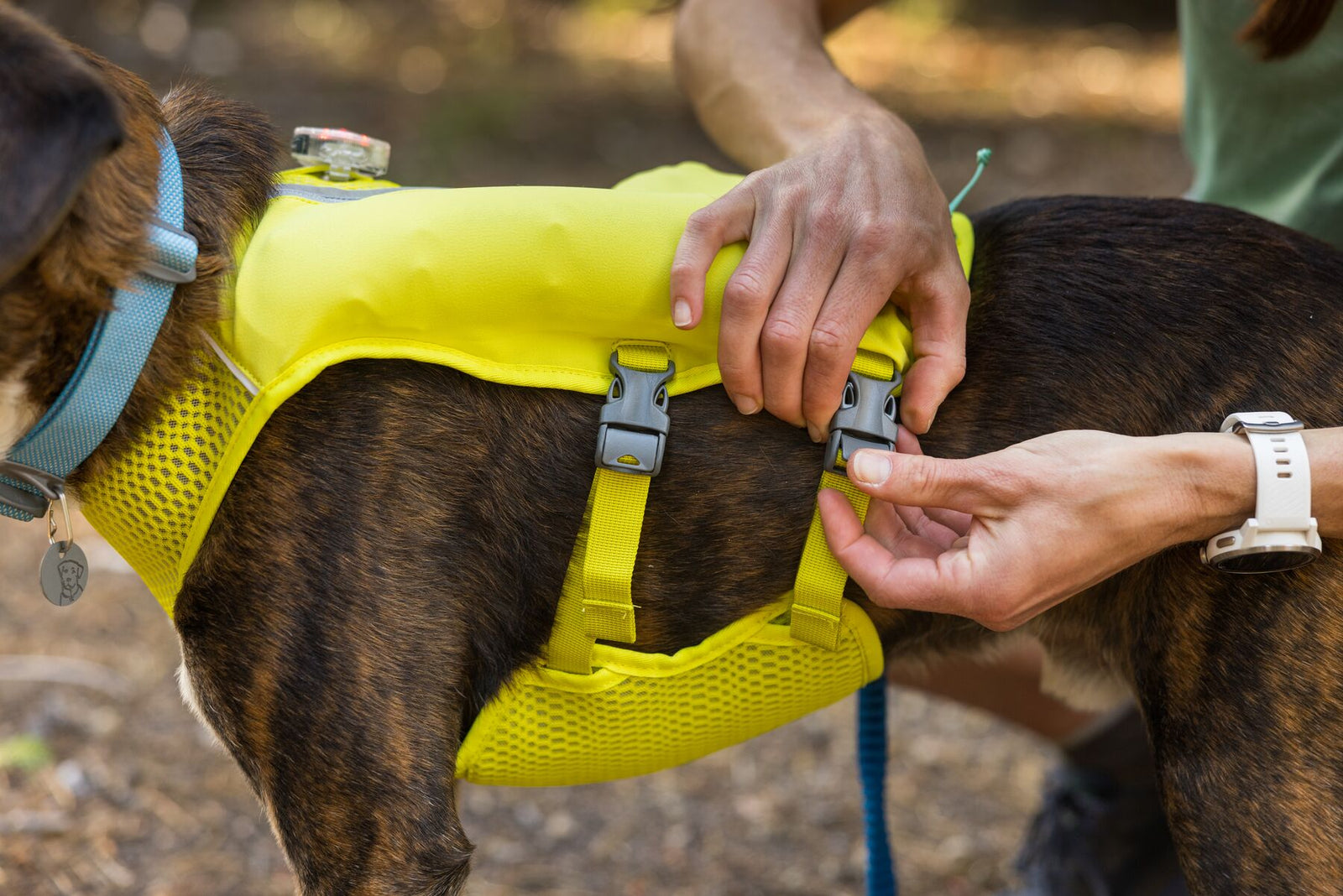 Close-up of hands adjusting the buckles on a Ruffwear Trail Runner Running Vest in Lichen Green on a dark brindle dog, woodland trail in the background