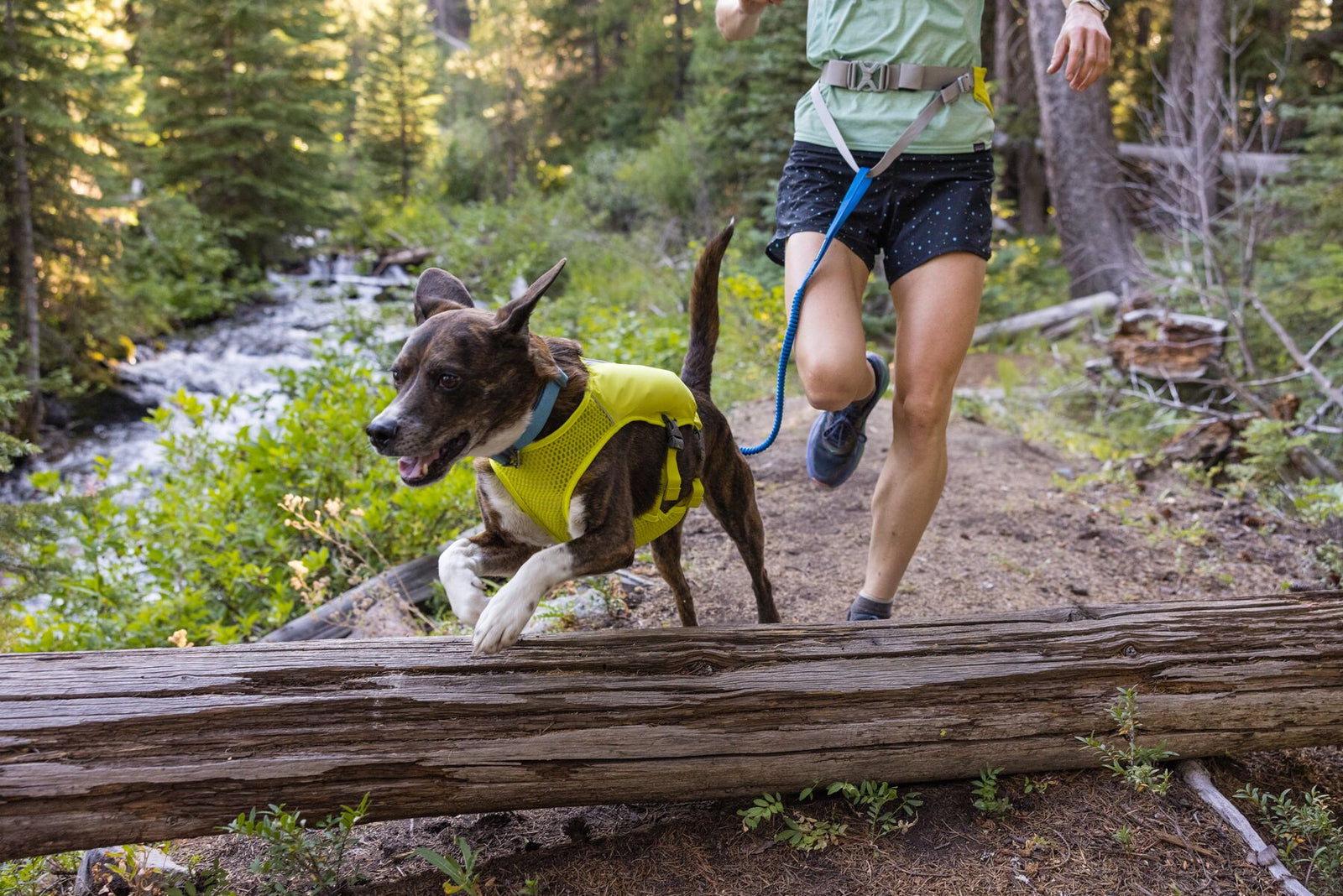 Dark brindle dog wearing a yellow Ruffwear Trail Runner Vest leaping over a fallen log on a woodland trail beside a stream, connected by a blue Trail Runner Leash to a runner wearing the Ruffwear Trail Runner Belt, trees and water behind them
