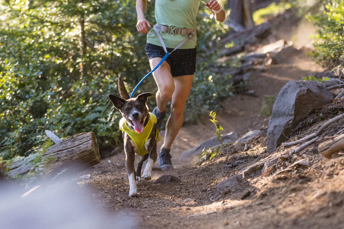 Runner and dark brindle dog wearing a yellow Ruffwear Trail Runner Vest running together down a rocky woodland trail, connected by a blue Trail Runner Leash attached to the runner's belt, dappled sunlight through trees behind them