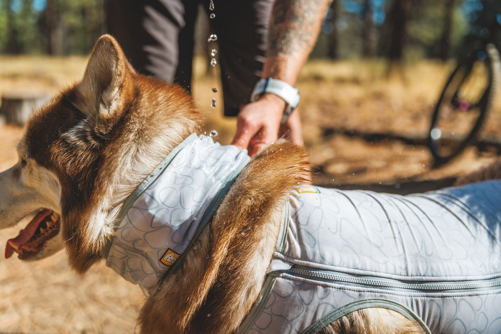 Person with a dog wearing the Swamp Cooler Zip Vest, outdoors pouring water