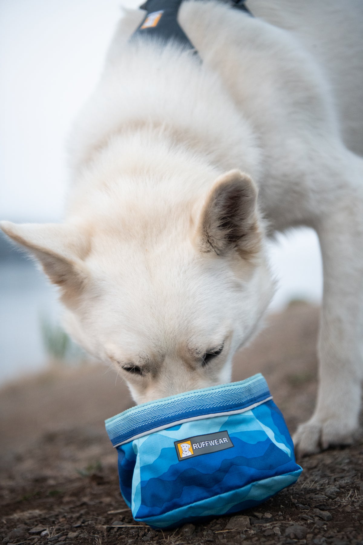 White dog eating from a Ruffwear Quencher Bowl in Moonlight Mountains outdoors