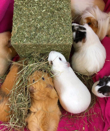 Rosewood I Love Hay Cube for Rabbits &amp; Small Animals | Barks &amp; Bunnies