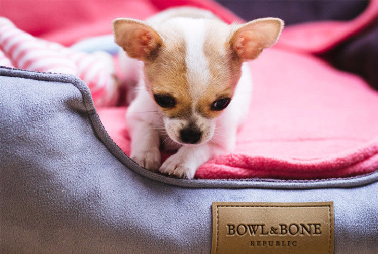 Bowl &amp; Bone Republic Classic Bed Brown, Dog Bed | Barks &amp; Bunnies