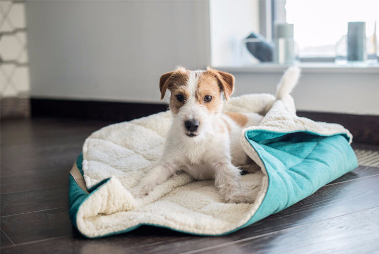 Bowl &amp; Bone Republic Dreamy Bed Silver, Dog Bed | Barks &amp; Bunnies