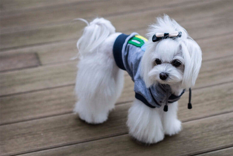 Bowl & Bone Republic YOLO Hoodie Dog Coat | Barks & Bunnies