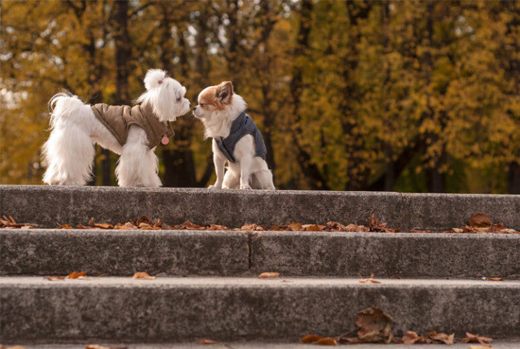 Bowl &amp; Bone Spirit Jacket Gold, Quilted Dog Coat | Barks &amp; Bunnies