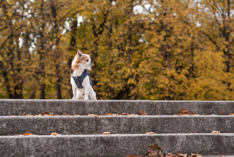 Bowl &amp; Bone Spirit Jacket Gold, Quilted Dog Coat | Barks &amp; Bunnies