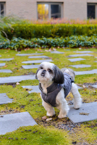 Bowl &amp; Bone Spirit Jacket Gold, Quilted Dog Coat | Barks &amp; Bunnies