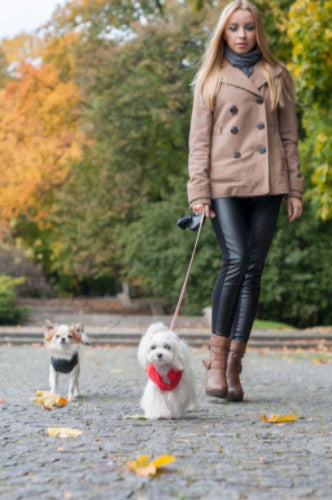 Bowl &amp; Bone Spirit Jacket Gold, Quilted Dog Coat | Barks &amp; Bunnies