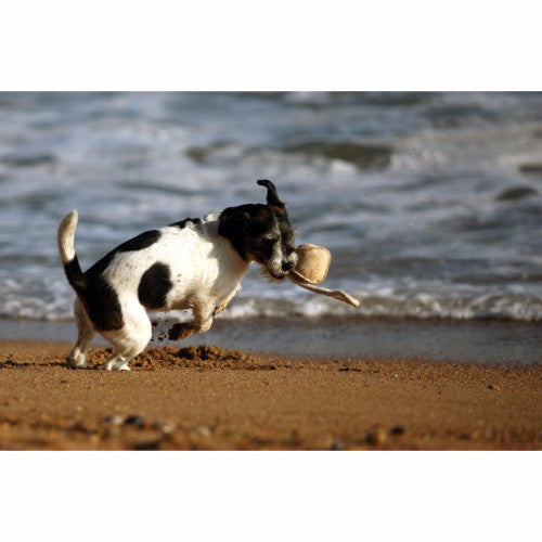 Green &amp; Wilds Chuck Ball Toy, Eco Friendly Dog Toy | Barks &amp; Bunnies