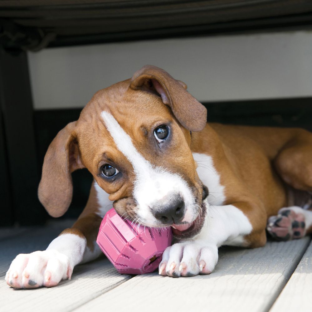 Puppy Activity Ball